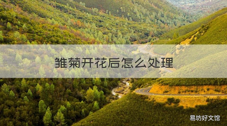 雏菊开花后怎么处理 雏菊花期过了怎么处理