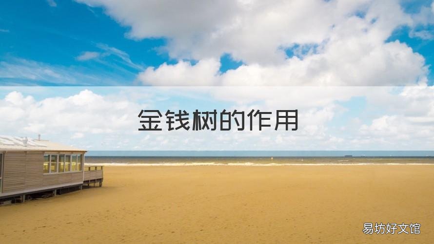 金钱树的作用 金钱树的作用和功效吸收甲醛