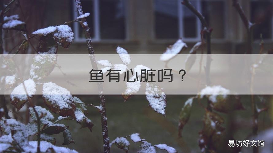 鱼有心脏吗 未定鱼有心脏吗