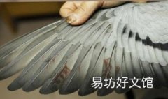 翅膀用什么量词 翅膀量词是什么