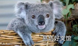 树懒和考拉的区别有哪些 树懒和考拉有什么区别