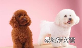 比熊和泰迪的区别有哪些 比熊和泰迪有区别吗