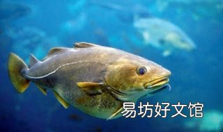 油鱼和鳕鱼的区别有哪些 油鳕鱼与鳕鱼的区别