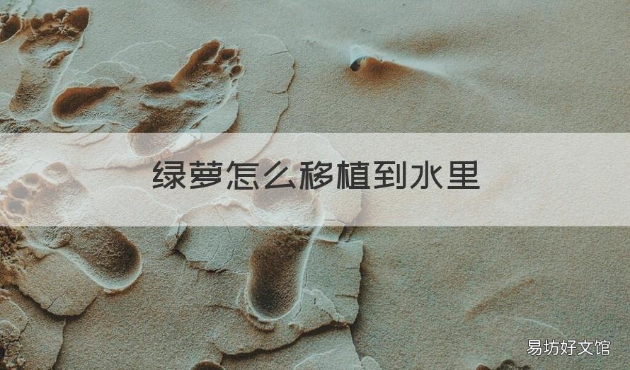 绿萝怎么移植到水里 水栽培绿萝可以移到土里吗