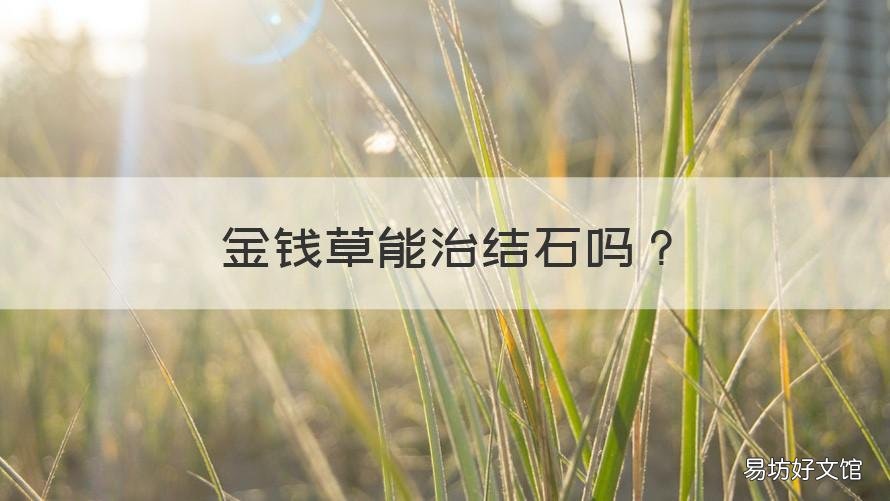 金钱草能治结石吗 金钱草能治结石吗图片