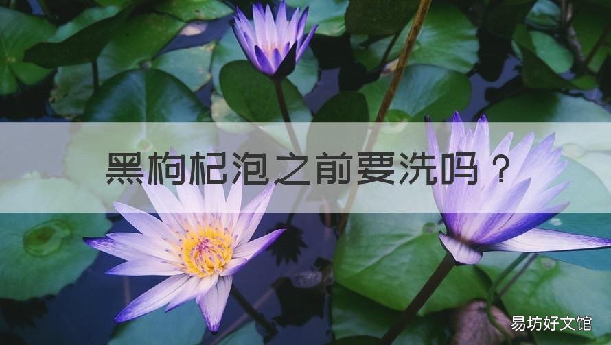 黑枸杞泡之前要洗吗 黑枸杞泡的时候要洗吗