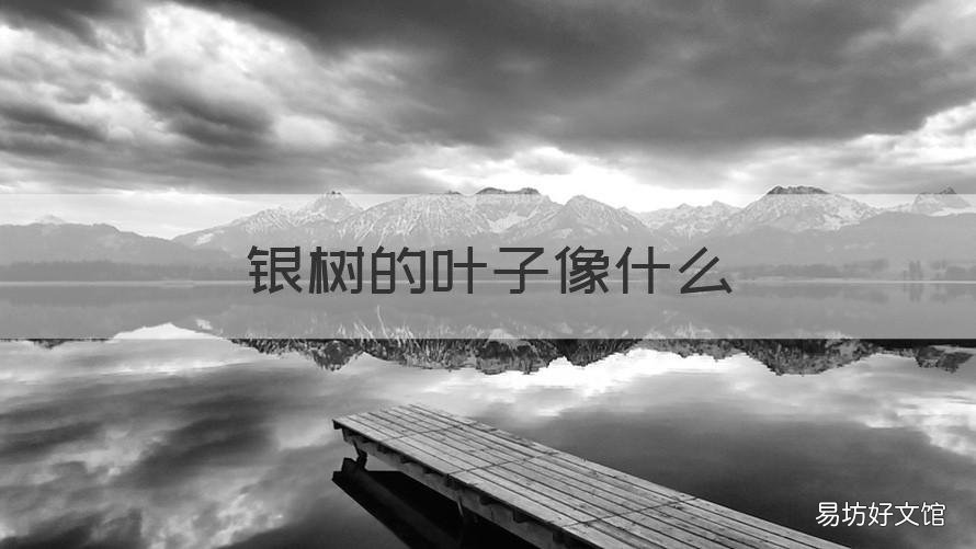 银树的叶子像什么 银树的树叶像什么?