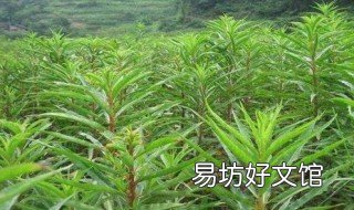 赶黄草的功效与作用 赶黄草的功效与作用与主治