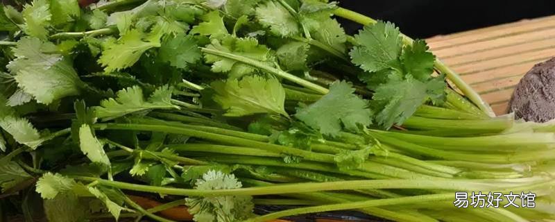 冬季大批量香菜储存方法 大量香菜的储存方法