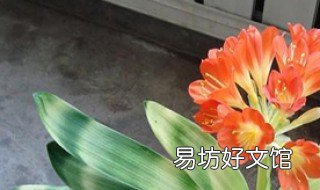 怎么才能种好花 栽花怎么种才好
