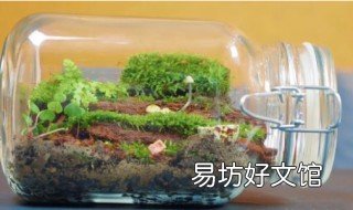 微景观生态瓶怎么养 微景观生态瓶养护