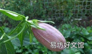 紫斑风铃草盆栽好养吗 紫风铃花好养吗