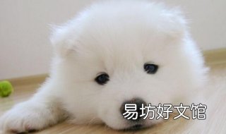 狗得了皮肤病怎么办 狗得了皮肤病怎么办啊