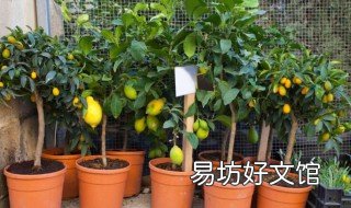 柠檬树盆栽怎么修剪 柠檬树盆栽修剪秃秃会不会死