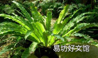 鸟巢蕨好养吗 家里养鸟巢蕨好吗