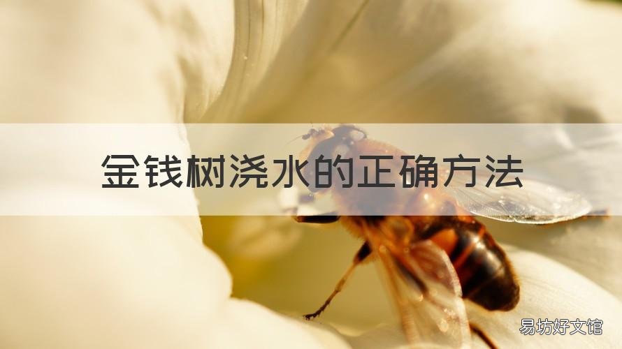 金钱树浇水的正确方法 金钱树怎么浇水,金钱树浇水方法