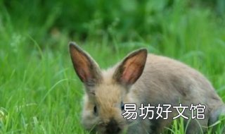 兔子拉稀怎么办 兔子拉稀怎么办视频