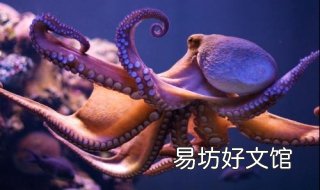 墨鱼、章鱼和鱿鱼的区别有哪些 墨鱼章鱼和鱿鱼的区别