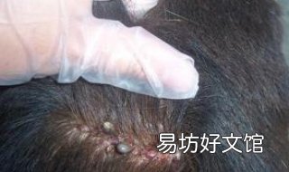 头上长虱子怎么办 女儿头上长虱子怎么办