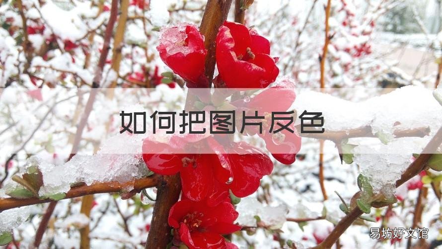 如何把图片反色 如何把图片反色回来