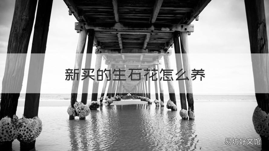 新买的生石花怎么养 新买的生石花怎么养好