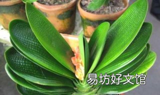 君子兰夹箭怎么办 君子兰夹箭怎么办视频