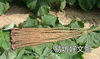 牛蒡的做法 牛蒡做法凉菜