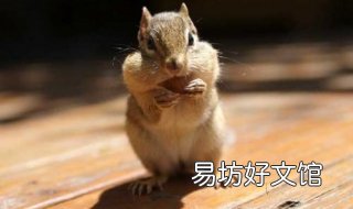 仓鼠中暑怎么办 仓鼠中暑的症状和解决办法