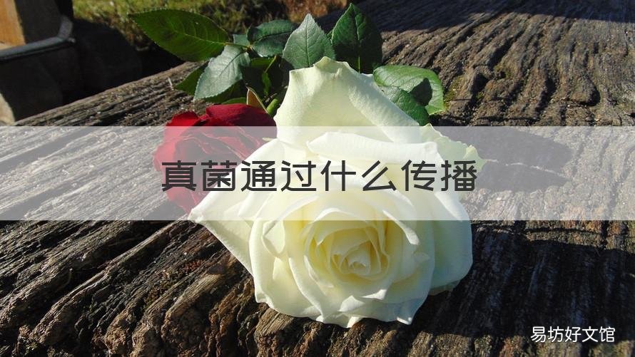 真菌通过什么传播 真菌靠什么传播