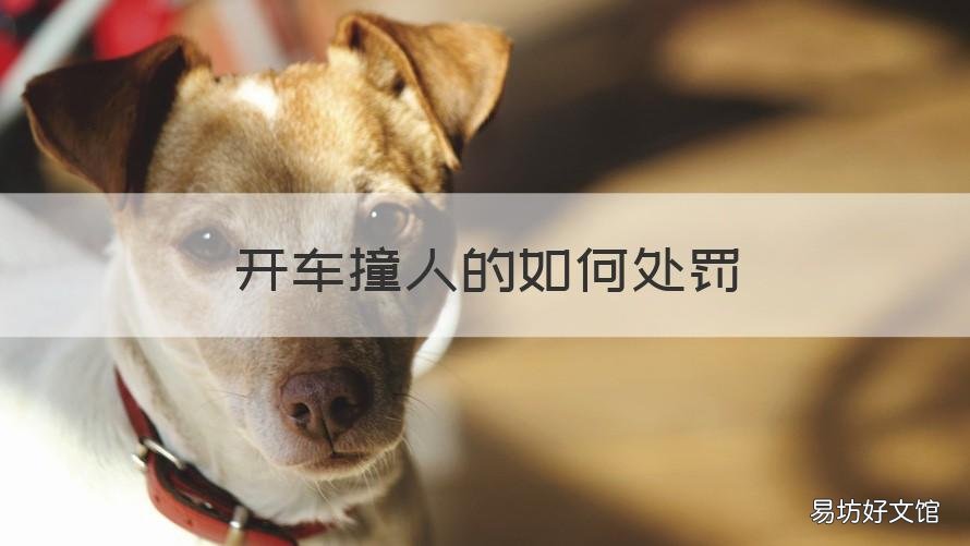 开车撞人的如何处罚 开车撞人了违法吗