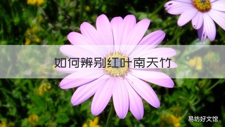 如何辨别红叶南天竹 南天竹红叶绿叶区别在哪里