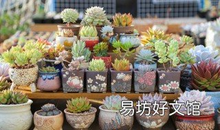 多肉用火山石好还是用赤玉土好 赤玉土和火山土区别