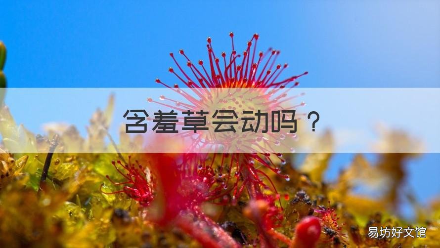 含羞草会动吗 含羞草有什么动作