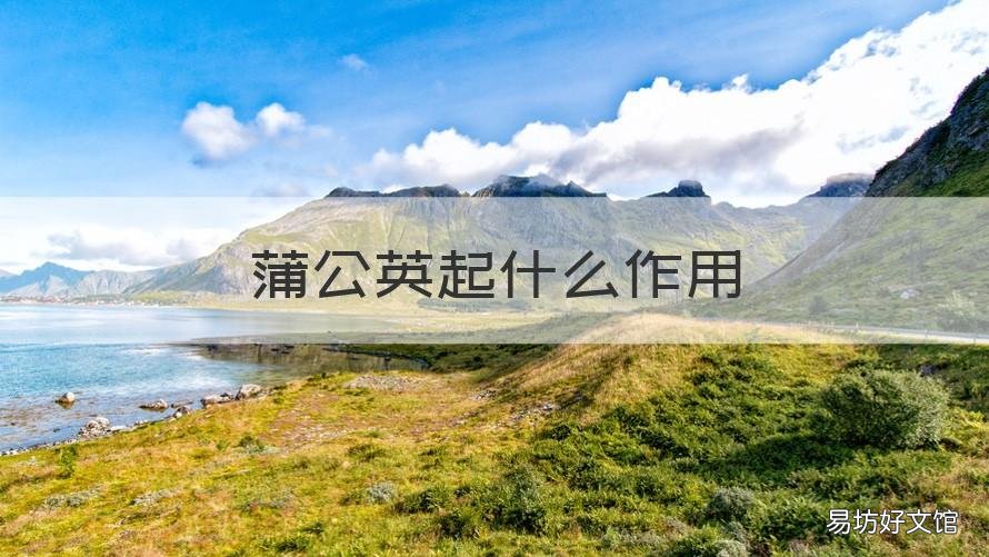 蒲公英起什么作用 蒲公英起什么作用开始