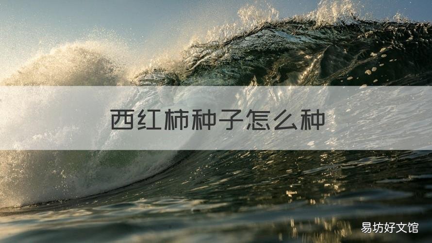 西红柿种子怎么种 西红柿种子怎么种视频