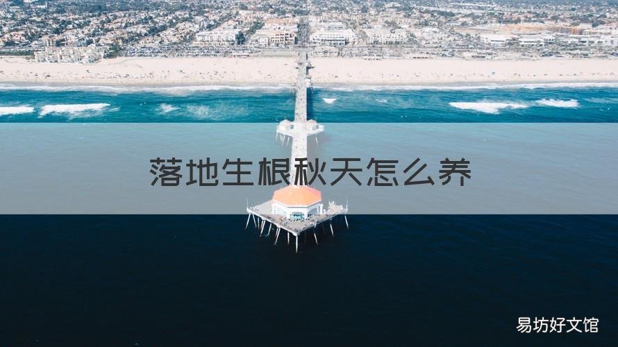 落地生根秋天怎么养 落地生根怎么过冬天?