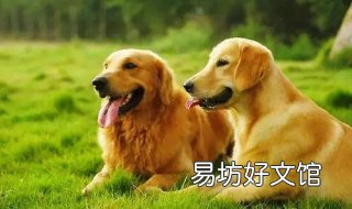 拉布拉多犬和金毛的区别 拉布拉多犬和金毛一样吗