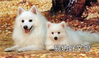 银狐犬和萨摩的区别 银狐犬和萨摩的区别图片