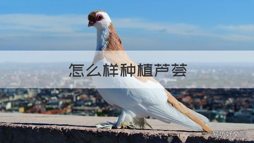 怎么样种植芦荟 怎么样种植芦荟长得大
