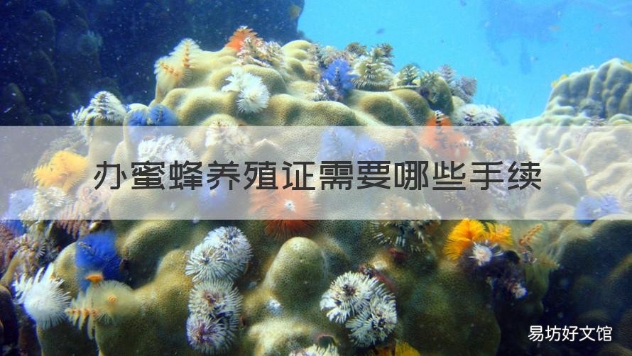 办蜜蜂养殖证需要哪些手续 多少箱蜜蜂能办养蜂证