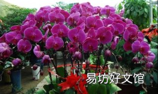 蝴蝶兰的养殖方法和注意事项 蝴蝶兰的养殖方法和注意事项一年开几次花