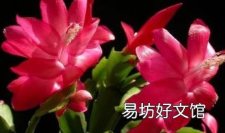 蟹爪兰的养殖方法和注意事项 蟹爪兰的养殖方法和注意事项剪枝