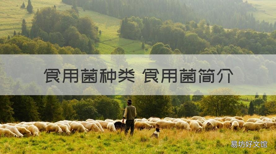 食用菌种类 食用菌简介 食用菌种类大全名称