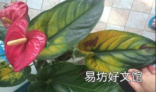 红掌叶子发黄怎么办 红掌叶子发黄怎么补救