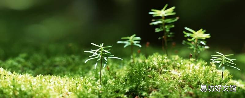 嫩绿的新芽昭示着什么也昭示着什么 翠绿的新芽