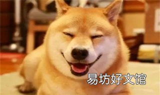 柴犬和秋田犬的区别 柴犬和秋田犬的区别知乎