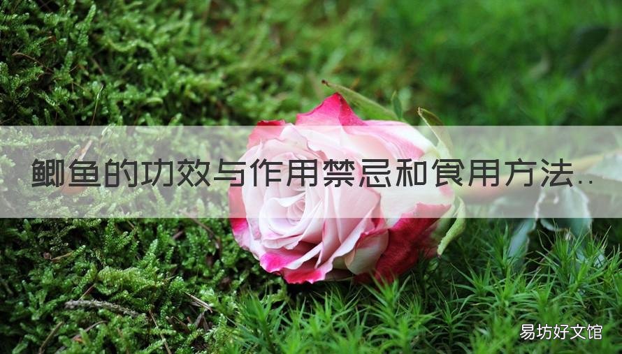 鲫鱼的功效与作用禁忌和食用方法 鲫鱼的营养价值及功效与作用禁忌