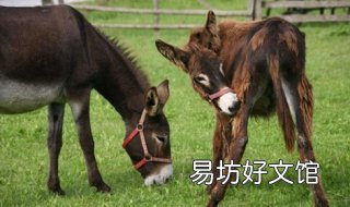 骡子和马的区别有哪些 骡子和马的区别有哪些呢