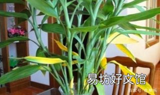 富贵竹叶子发黄怎么办 富贵竹叶子发黄怎么办?教你几招轻松应对!
