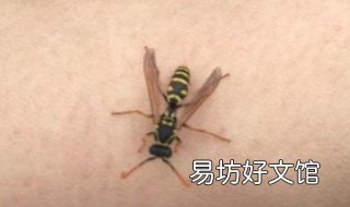 马蜂蛰了怎么办 被一只马蜂蛰了怎么办